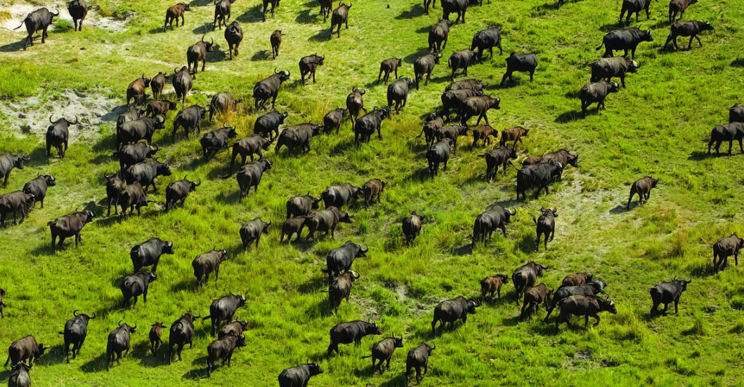 Moremi &amp; Okavango Delta, North-Western Botswana, Botswana
